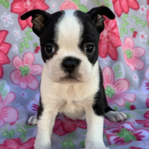 Boston Terrier Puppy Royce