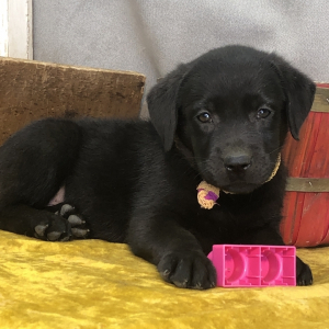 Labrador Retriever Puppy Miami