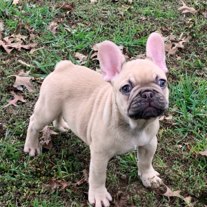 French Bulldog Puppy Bocephus
