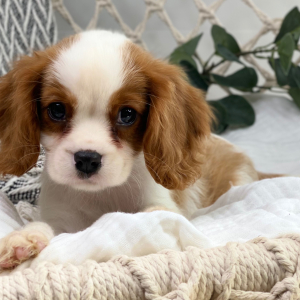 Cavalier King Charles Spaniel Puppy George