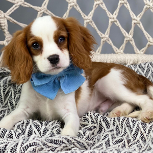Cavalier King Charles Spaniel Puppy George