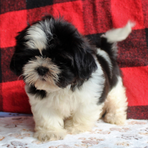 Shih Tzu Puppy Bernard