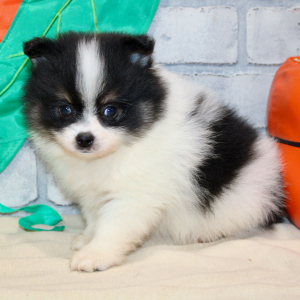 Pomeranian Puppy Darnaby