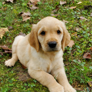 Golden Retriever Puppy Myra
