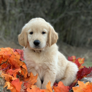 Golden Retriever Puppy Buzz