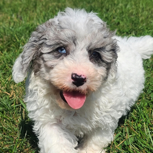 Poodle Puppy Ice