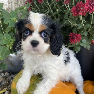 Cavalier King Charles Spaniel Puppy Kathy