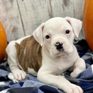 Boxer Puppy Sally
