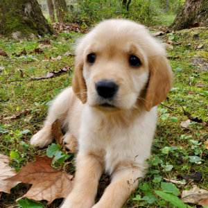 Golden Retriever Puppy Arya