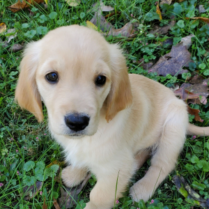 Golden Retriever Puppy Arya