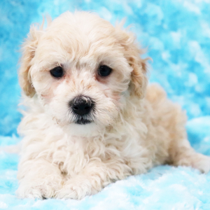 Maltipoo Puppy Megan