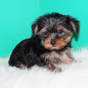 Yorkshire Terrier Puppy Bella