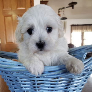 Coton de Tulear Puppy Champ