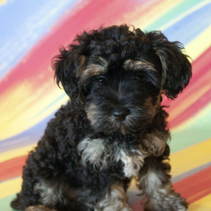 Yorkiepoo Puppy Luna