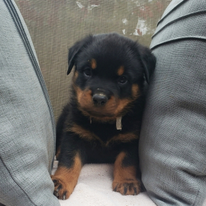 Rottweiler Puppy Corbin