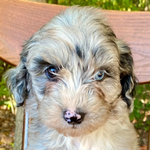 Sheepadoodle Puppy Trixie