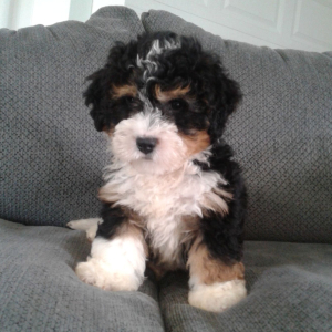 Bernedoodle Puppy Alex