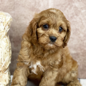 Cavapoo Puppy Boone