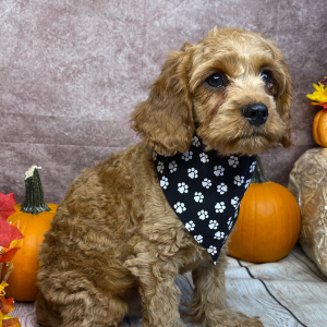 Cavapoo Puppy Boone