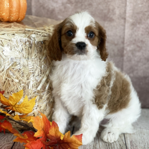 Cavapoo Puppy Bridget