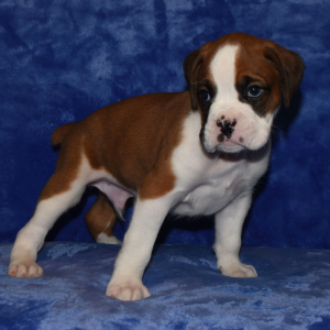 Boxer Puppy Drake