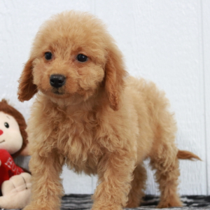 Goldendoodle Puppy Carla