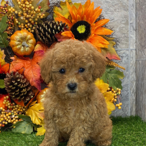 Poodle Puppy Jackson