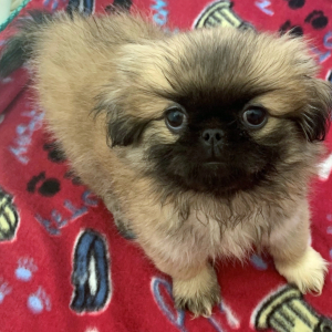 Pekingese Puppy Mitzie