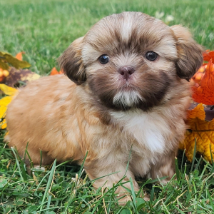 Shih Tzu Puppy Bentley