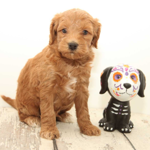 Goldendoodle Puppy Capone