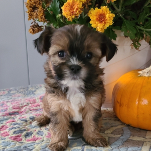 Shorkie Puppy Tammy
