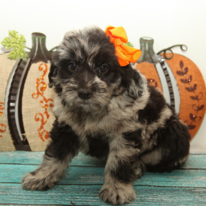 Goldendoodle Puppy Darling