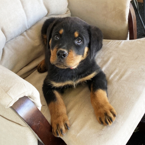 Rottweiler Puppy Bandit