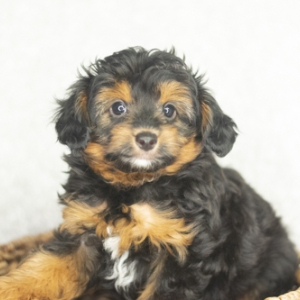 Aussiedoodle Puppy Mavvis