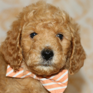 Poodle Puppy Mr Bentley