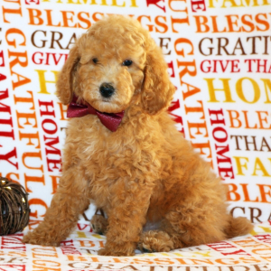 Poodle Puppy Mr Bentley