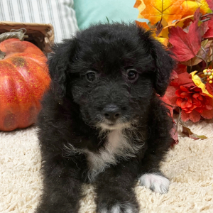 Aussiedoodle Puppy Axel