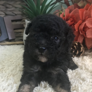 Aussiedoodle Puppy Cami