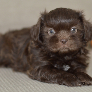 Shih Tzu Puppy Rustin