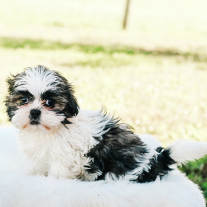 Shih Tzu Puppy Belle
