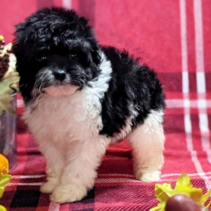 Cockapoo Puppy Daisy