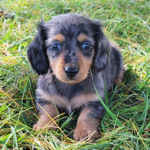 Dachshund Puppy Fern