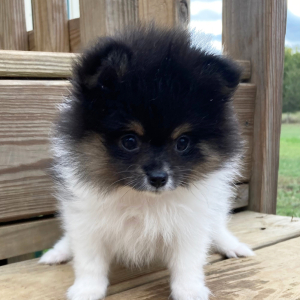 Pomeranian Puppy Leona