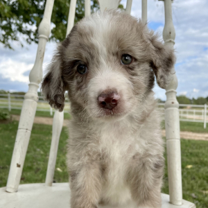 Aussiedoodle Puppy Molli