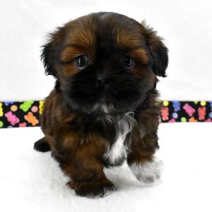 Shih Tzu Puppy Zandy