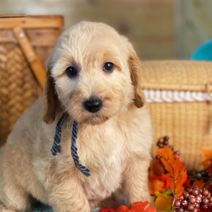 Goldendoodle Puppy Anita
