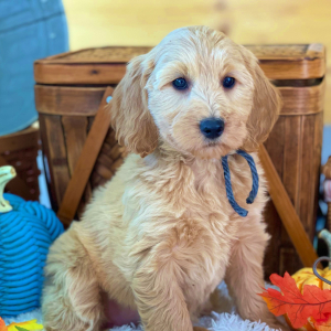 Goldendoodle Puppy Anita