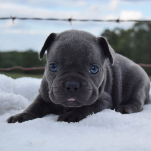 French Bulldog Puppy Branson