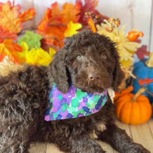Labradoodle Puppy Isla