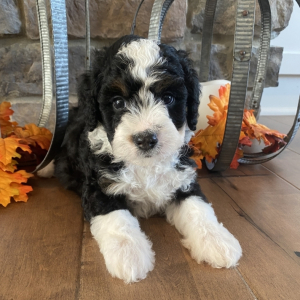 Bernedoodle Puppy Oakley